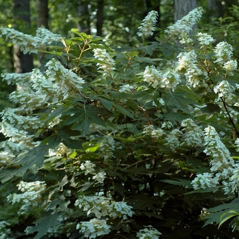 Oakleaf Hydrangea