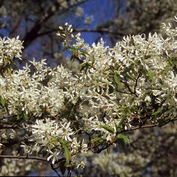 Amelanchier canadensis - Serviceberry