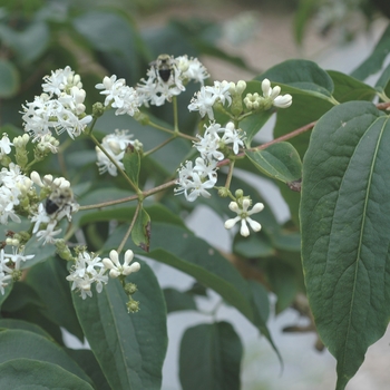 Heptacodium miconioides - Seven Son Flower