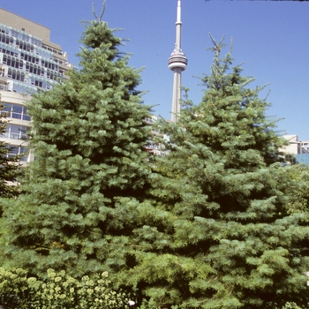 Abies concolor - White Fir