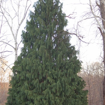 Chamaecyparis nootkatensis 'Pendula' - Weeping Nootka False Cypress