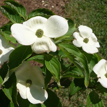 Cornus kousa - Chinese Dogwood or Kousa Dogwood