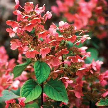 Hydrangea paniculata - Quick Fire®