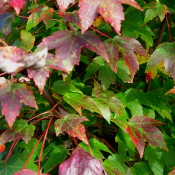 Acer rubrum 'Somerset' - Somerset Red Maple Tree