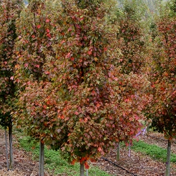 Acer rubrum 'Sun Valley' - Red Maple
