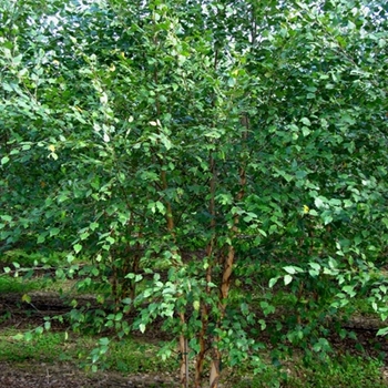 Betula nigra 'Dura Heat®' - Dura Heat ®Birch Tree