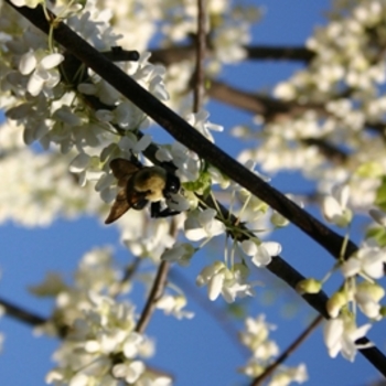 Cercis canadensis 'Alba' - White redbud