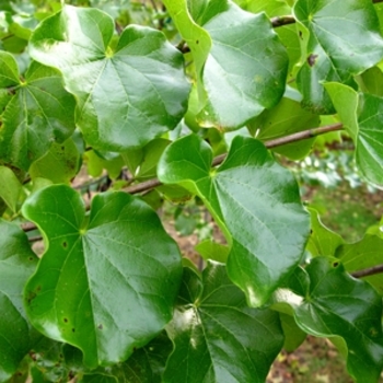 Cercis reniformis 'Oklahoma' - Redbud