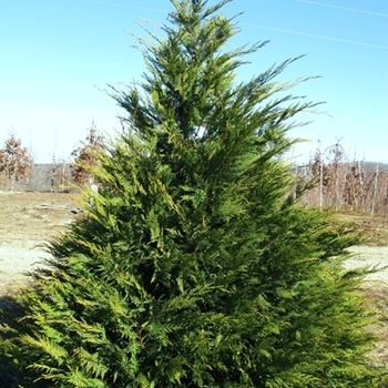 Cupressocyparis leylandii - Leyland Cypress