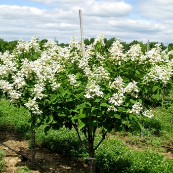 Hydrangea paniculata ''Tardiva'' - Tardiva Hydrangea