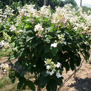 Hydrangea paniculata ''Pink Diamond'' - Pink Diamond Hydrangea