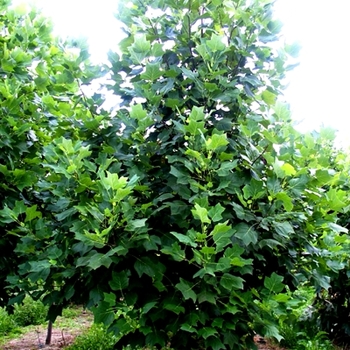 Liriodendron tulipfera - Tulip Poplar