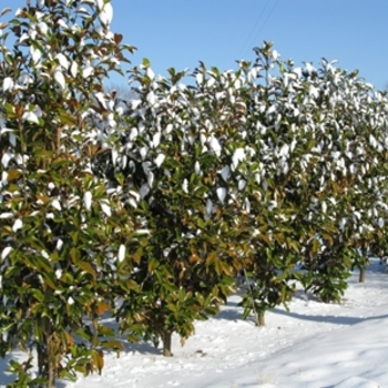 Magnolia grandiflora 'Bracken's Brown Beauty' - Bracken's Brown Beauty Magnolia