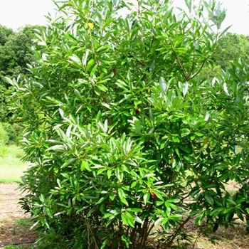 Sweetbay Magnolia
