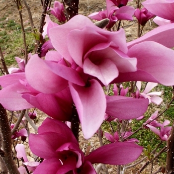 Magnolia lilifora 'Jane' - Jane Magnolia