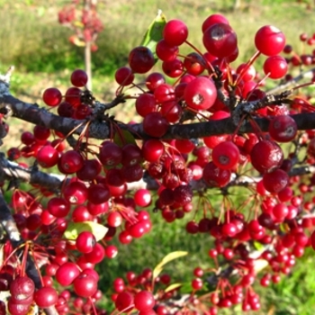 Malus sargentii - Sargent Crabapple