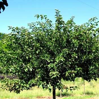 Tina Crabapple
