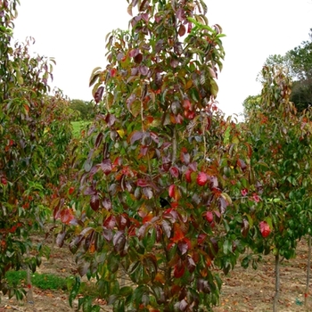 Nyssa sylvatica 'Hayman's Red' - Red Rage™ Blackgum