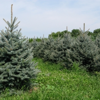 Picea pungens 'Fat Albert' - Fat Albert Blue Spruce