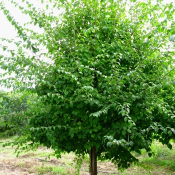 Syringa pekinensis ''Morton'' - China Snow® Peking Lilac