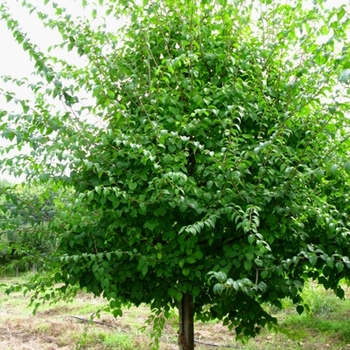 Syringa pekinensis ''Morton'' - China Snow® Peking Lilac