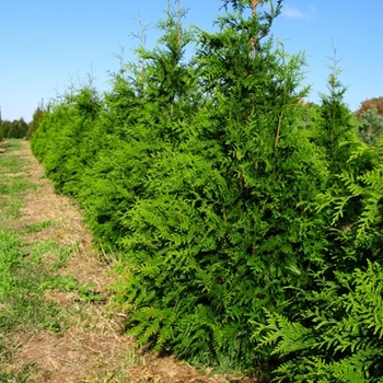 Thuja 'Green Giant' - Green Giant Arborvitae