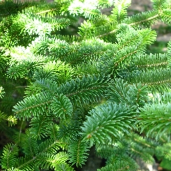 Abies balsomea var. phanerolepis - Canaan Fir