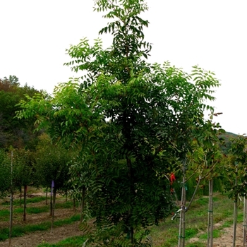 Chinese Pistachio