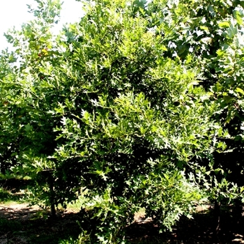 Quercus phellos - Willow Oak