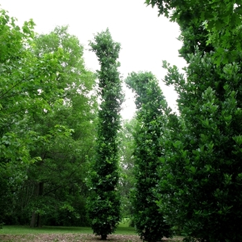 Quercus x warei 'Nadler' - Kindred Spirit® Oak