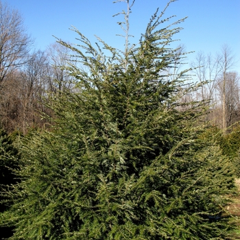 Canadian Hemlock