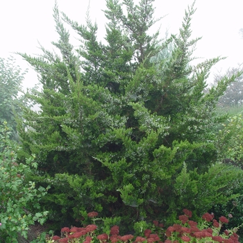 Juniper virginiana - Eastern Red Cedar