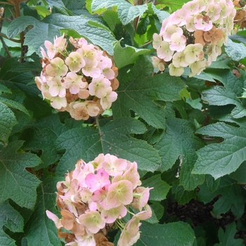 Hydrangea quercifolia 'Snow Queen' - Oakleaf Hydrangea