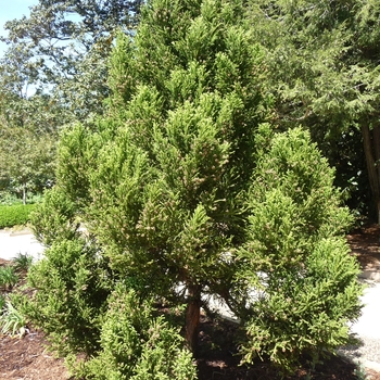 Radicans Japanese Cryptomeria