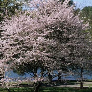 Prunus x yedoensis - Yoshino Cherry