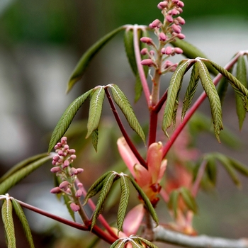 Red Buckeye