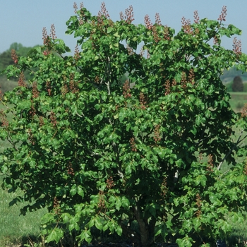 Aesculus x carnea 'Briotii' - Red Horsechestnut