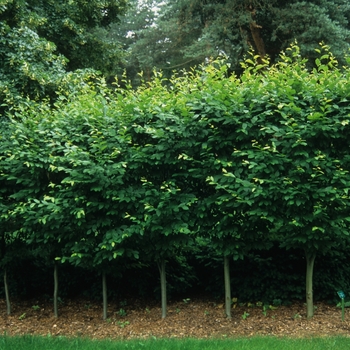 Carpinus betulus 'Fastigiata' - Pyramidal European Hornbeam