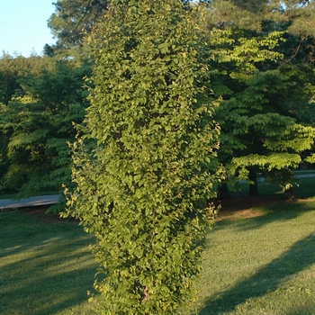 Carpinus betulus 'Frans Fontaine' - Frans Fontaine Hornbeam