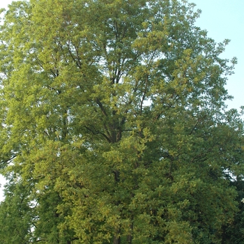 Carya illinoensis - Pecan