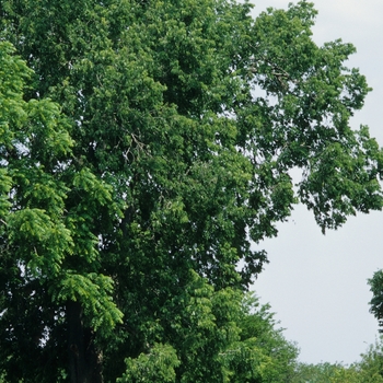 Celtis occidentalis - Hackberry