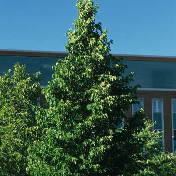 Corylus colurna - Turkish Filbert Hazelnut