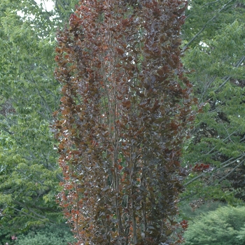 Fagus sylvatica 'Red Obelisk' - Red Obelisk Beech