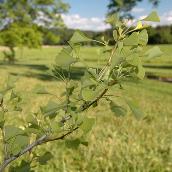 Ginkgo biloba 'Chi Chi' - Chi Chi Maidenhair Tree