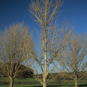 Ginkgo biloba 'Princeton Sentry' - Maidenhair Tree