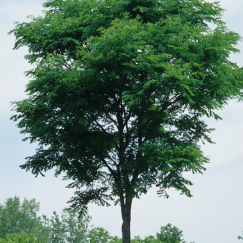 Gymnocladus dioicus - Kentucky Coffeetree