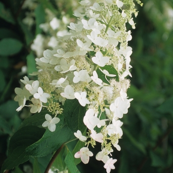 Hydrangea paniculata 'Unique' - Panicle Hydrangea