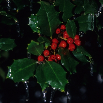 Ilex opaca - American Holly