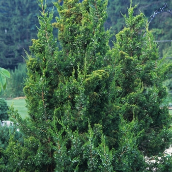 Juniperus chinensis 'Keteleeri' - Keteleeri Juniper