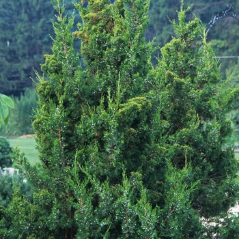 Keteleeri Juniper